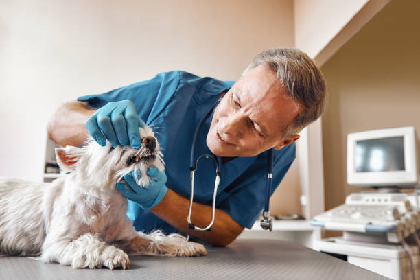 Best Emergency Tooth Extraction  in Dripping Springs, TX